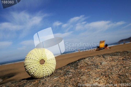 Image of Sea Urchin View