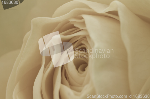 Image of white rose macro