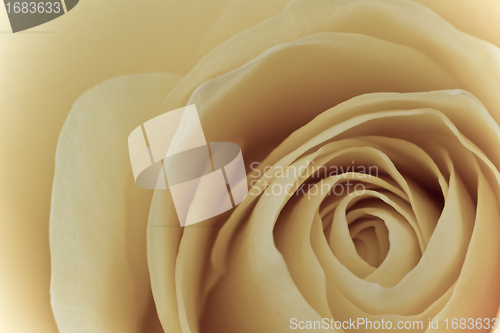 Image of white rose macro