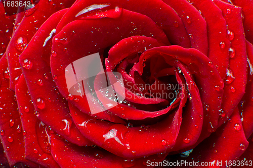 Image of red rose