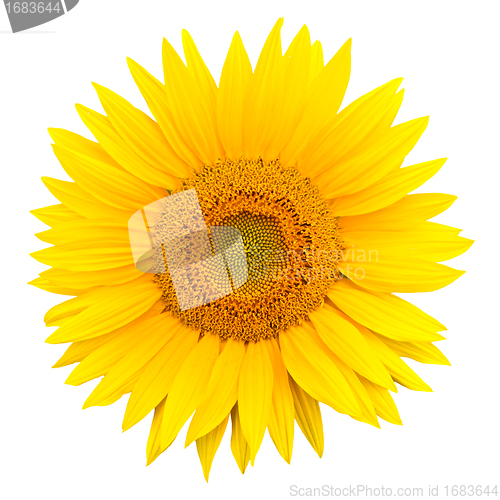 Image of sunflower