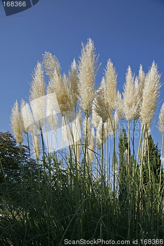 Image of Cortaderia Selloana