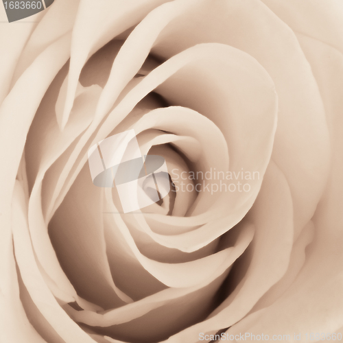 Image of white rose close up
