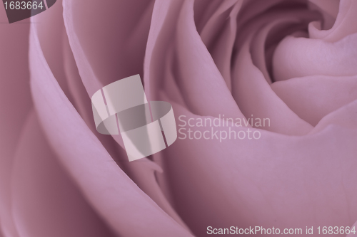 Image of pink rose macro