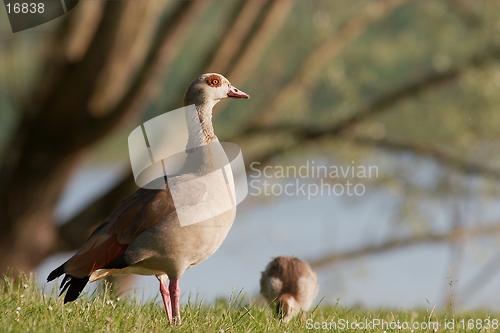 Image of Egyptian Goose