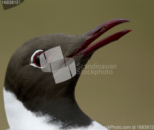 Image of Black-headed Gull