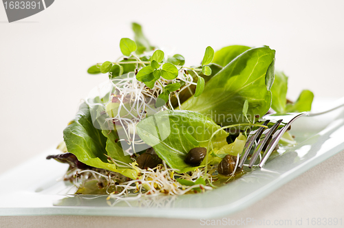 Image of Fresh salad