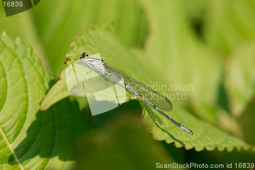 Image of Azure damselfly