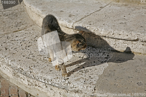 Image of Cat on watch