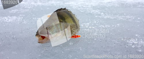 Image of perch fishing 4