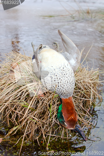 Image of  take European teal (Anas crecca) 4
