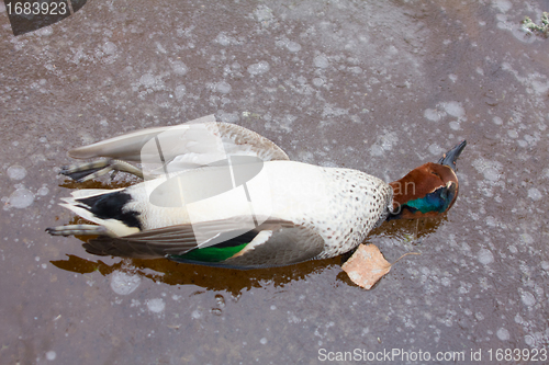 Image of  take European teal (Anas crecca) 7