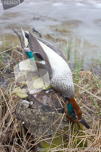 Image of  take European teal (Anas crecca) 3