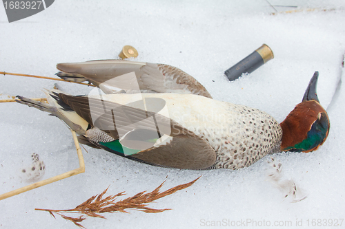 Image of  take European teal (Anas crecca)