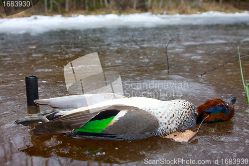 Image of  take European teal (Anas crecca) 6