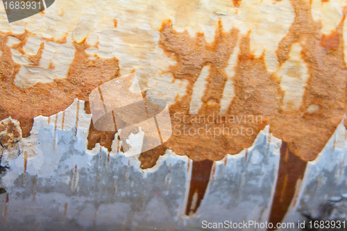 Image of birch bark