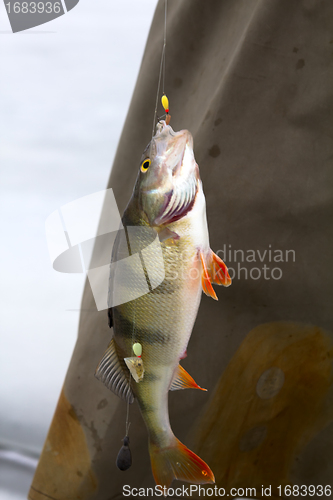 Image of perch fishing 6