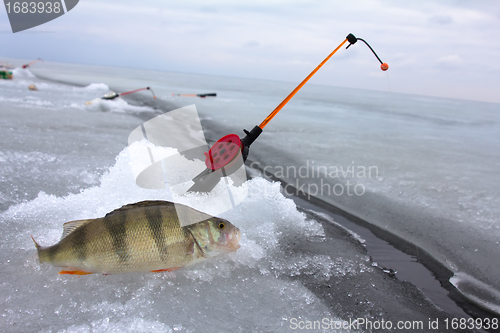 Image of perch fishing