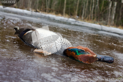 Image of  take European teal (Anas crecca) 5