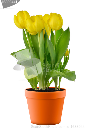 Image of yellow tulips