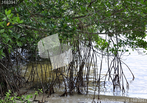 Image of Mangrove Forest