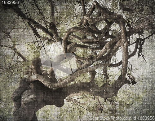 Image of Tropical Tree Abstract Background