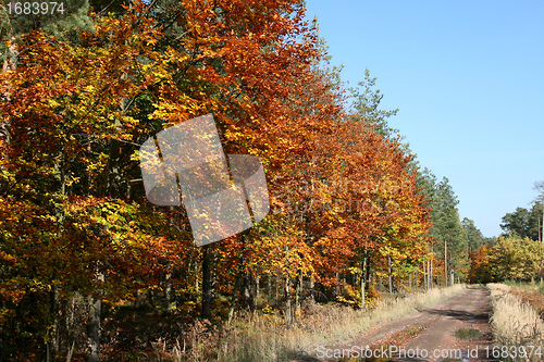 Image of Forest road in autumn