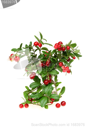 Image of Mountain cranberry