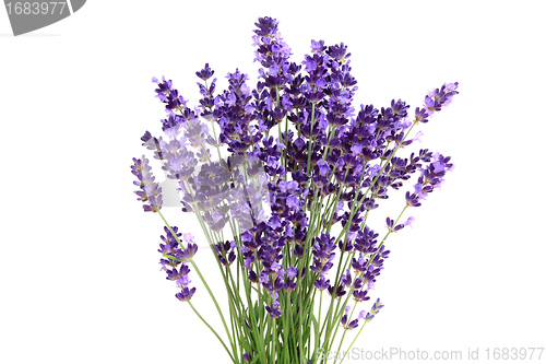 Image of Lavender