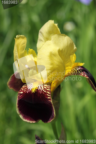 Image of Iris flower