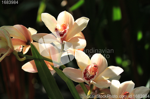 Image of Orchid flower