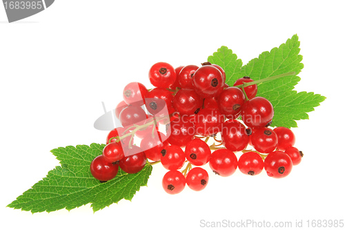 Image of Currant fruit