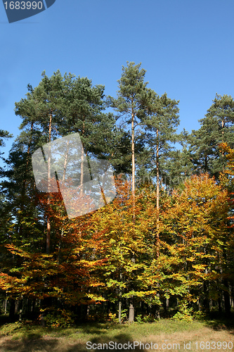 Image of Autumn forest