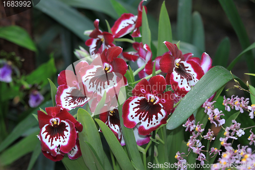 Image of Miltonia orchid flower