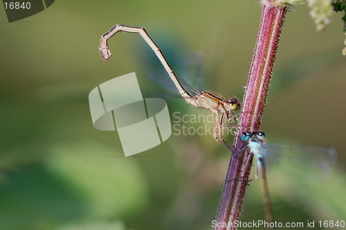 Image of Blue-tailed Damselflies