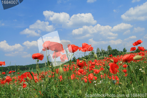 Image of Poppy