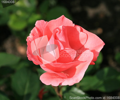 Image of Pink rose