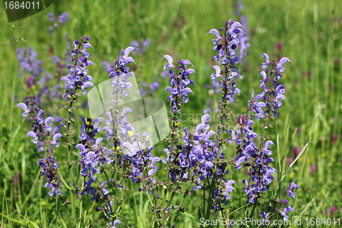 Image of Wild sage