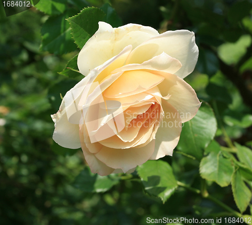 Image of Tea rose