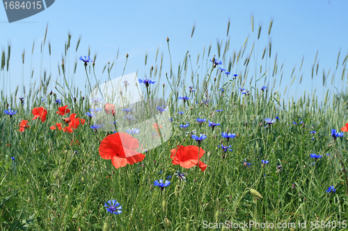 Image of Poland nature in spring