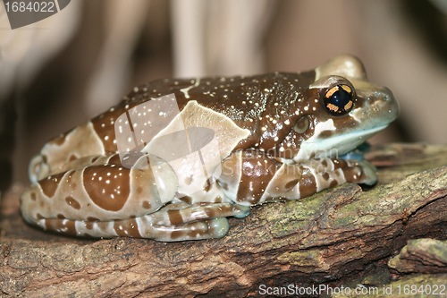 Image of Dyeing poison frog.
