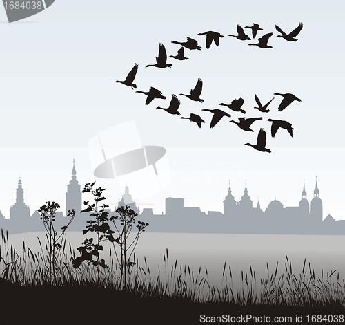 Image of Migrating wild geese of the country