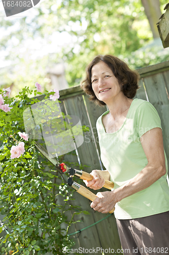 Image of Senior woman pruning rose bush