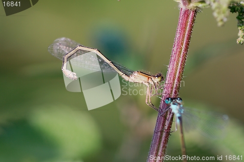 Image of Blue-tailed Damselflies