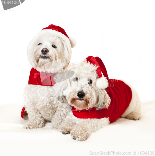 Image of Two cute dogs in santa outfits