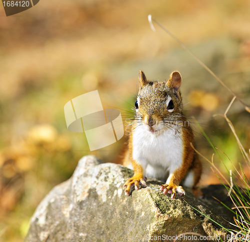 Image of Cute red squirrel closeup