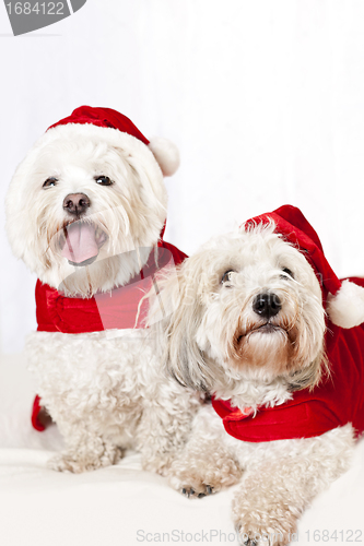 Image of Two cute dogs in santa outfits