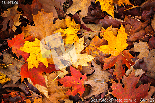 Image of Fall leaves background