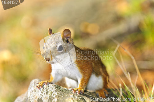 Image of Cute red squirrel closeup