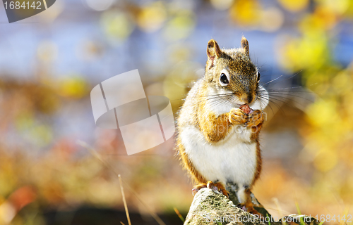 Image of Cute red squirrel eating nut